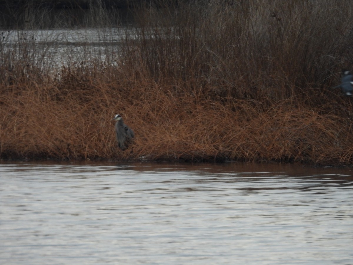 Kanadareiher - ML646380614