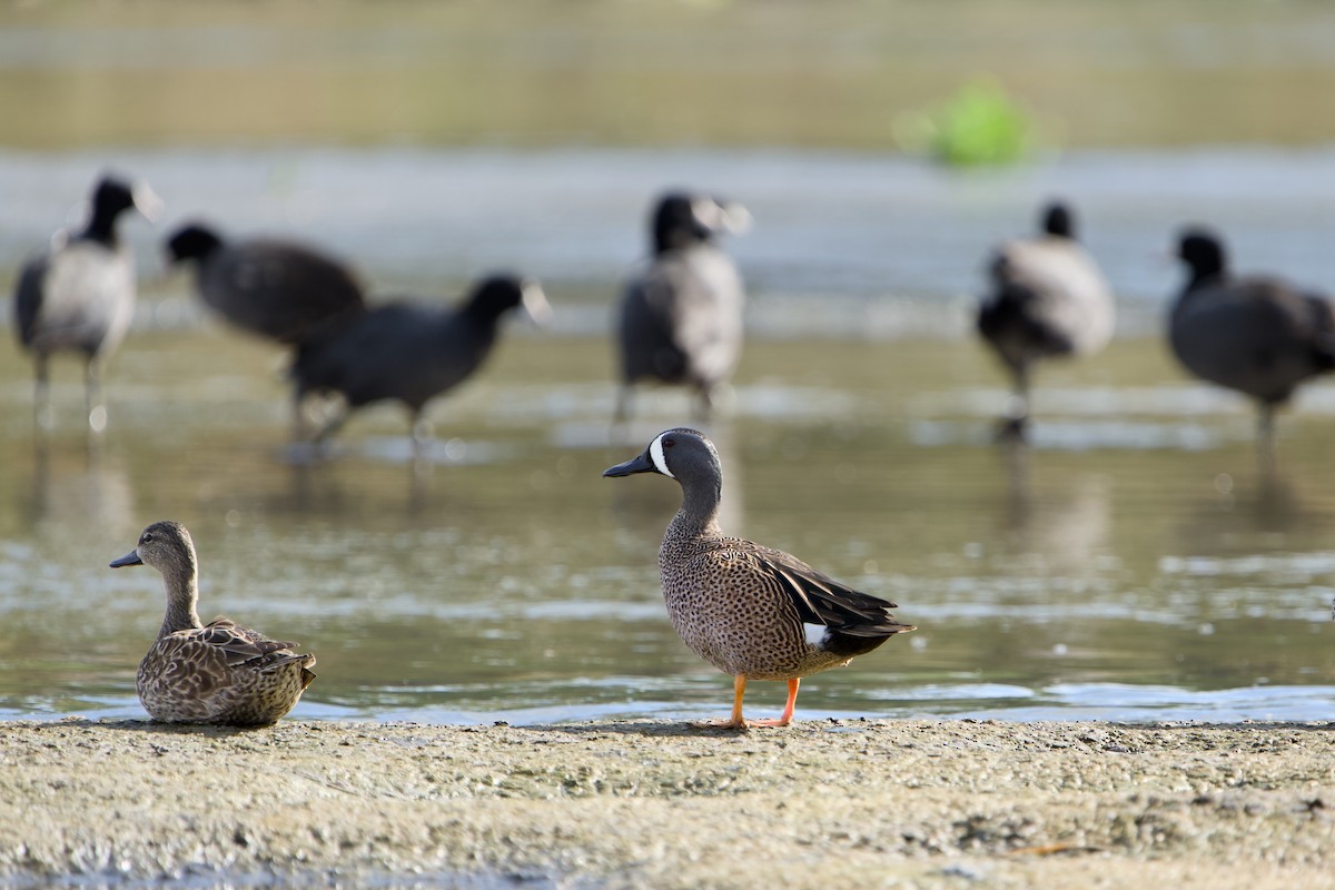Blauflügelente - ML646380616
