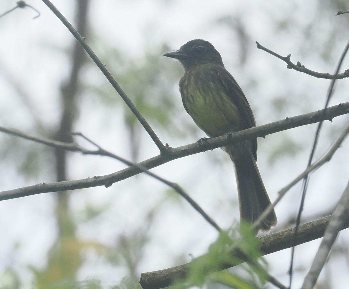Dusky-tailed Flatbill - ML646380621