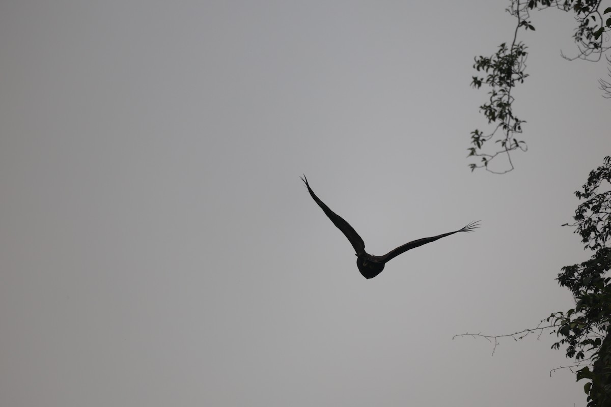 Aigle criard - ML646380622