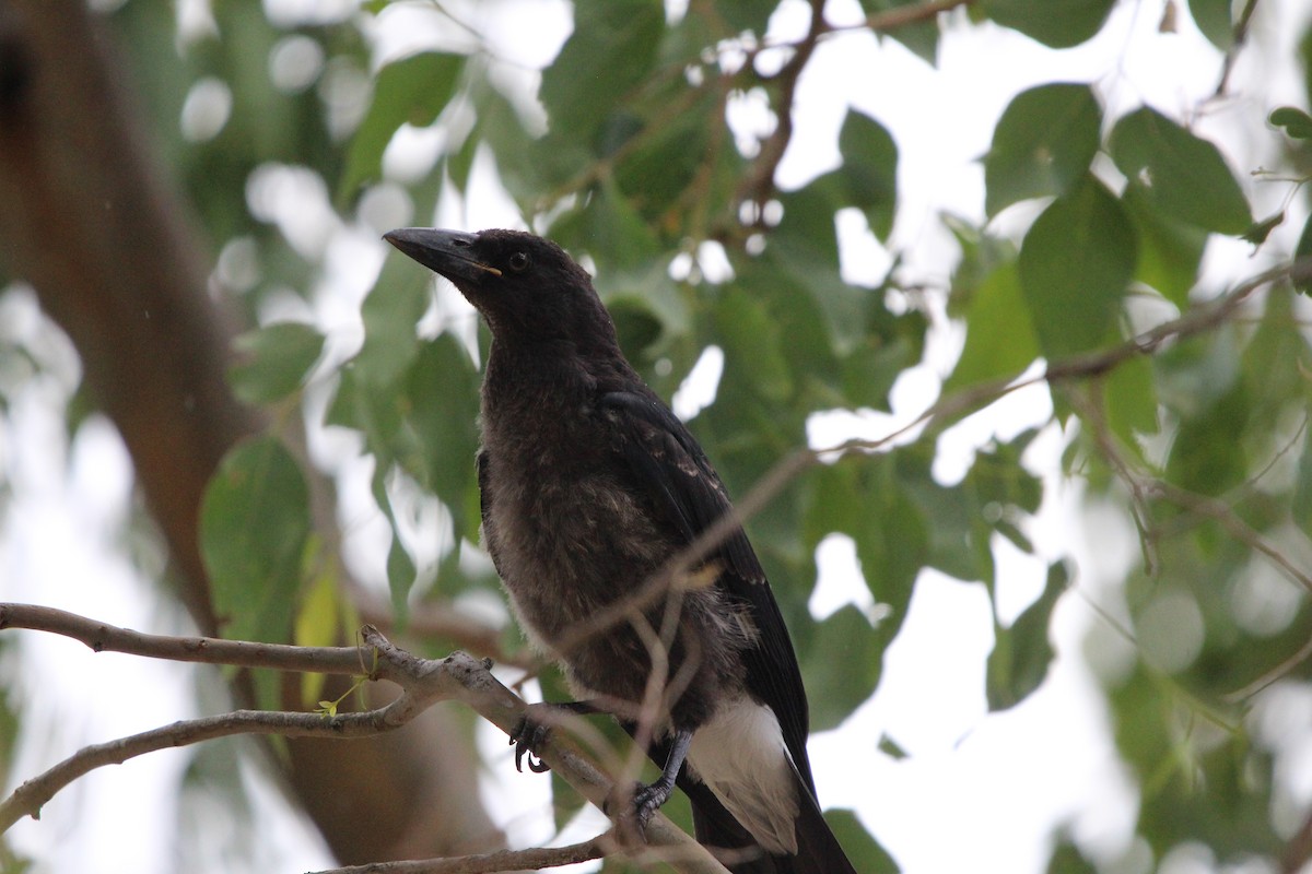 Alaca Kurravong - ML646380623