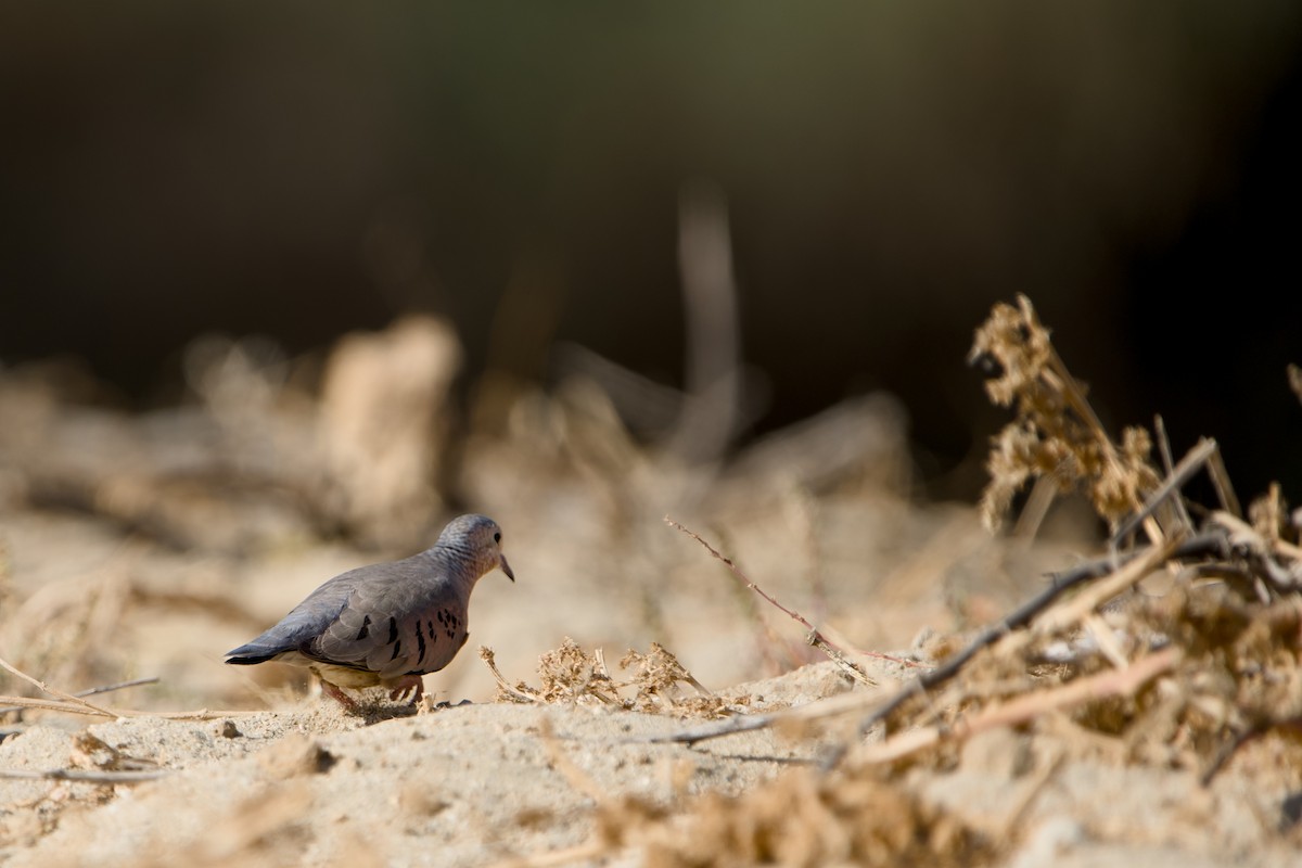 Common Ground Dove - ML646380624