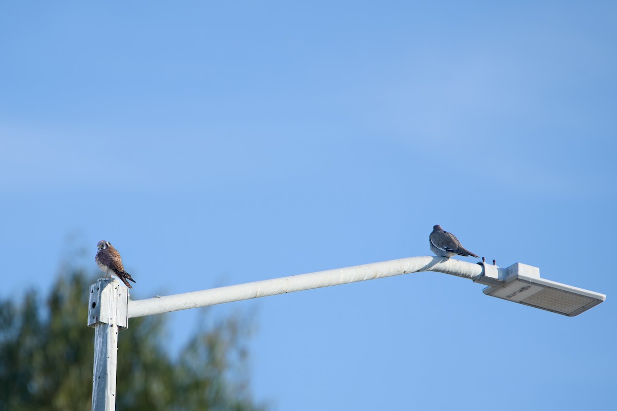 White-winged Dove - ML646380625