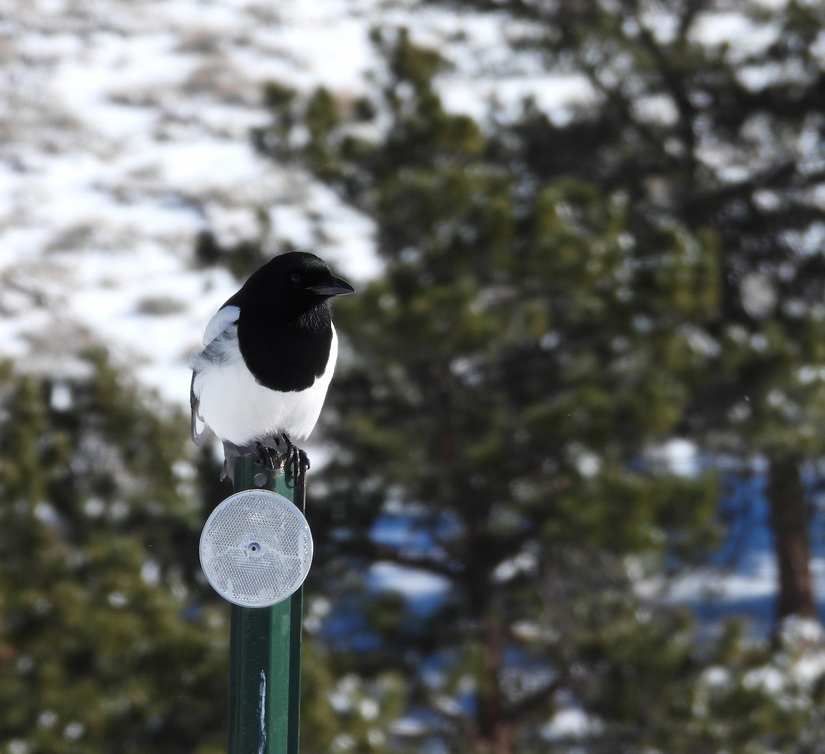 straka americká - ML646380626