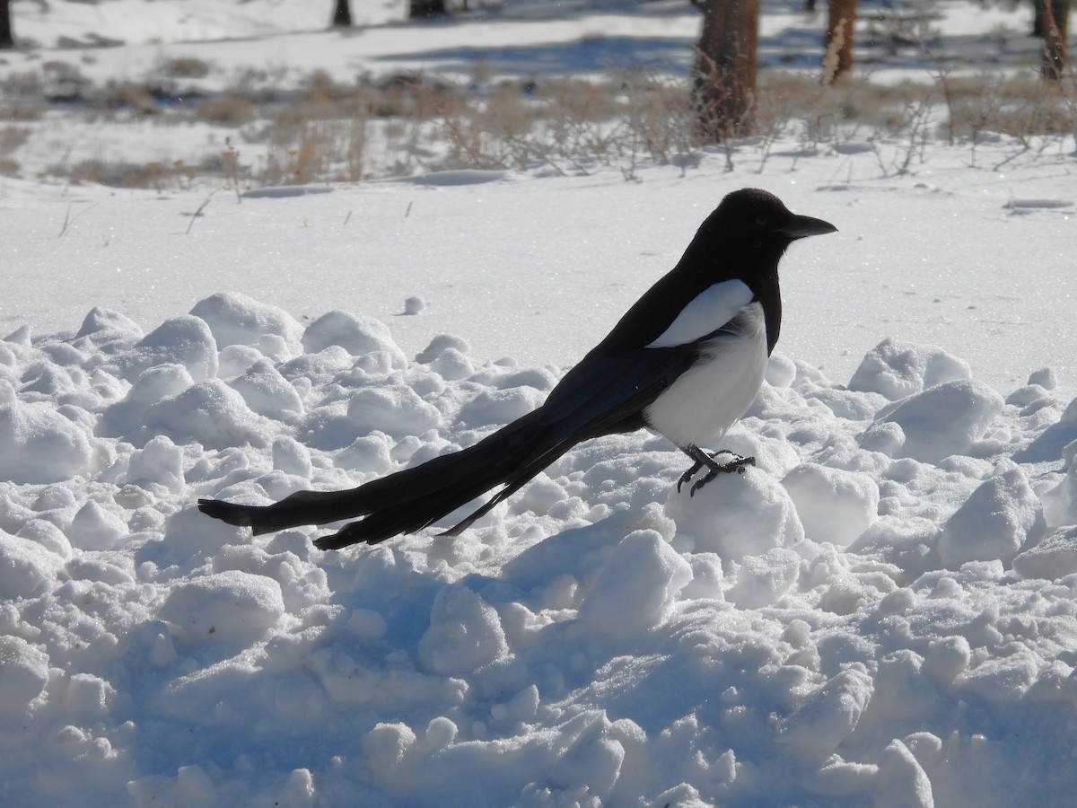 straka americká - ML646380627