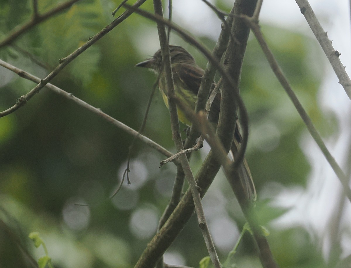 Dusky-tailed Flatbill - ML646380628