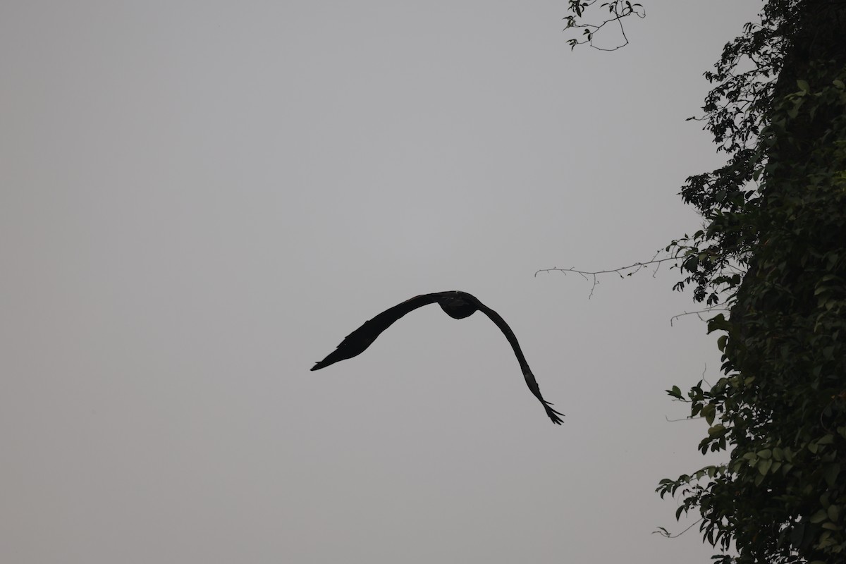 Aigle criard - ML646380629