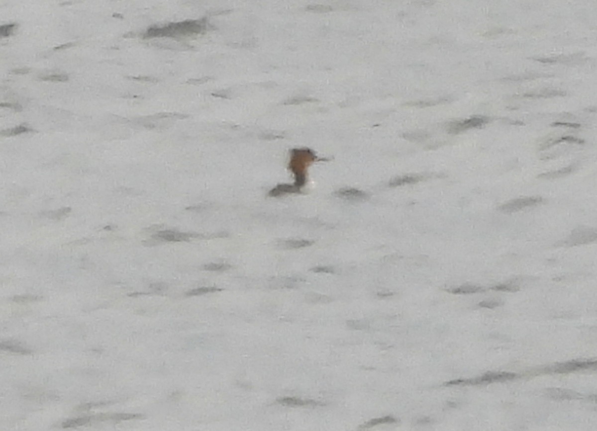 Red-breasted Merganser - ML646380630