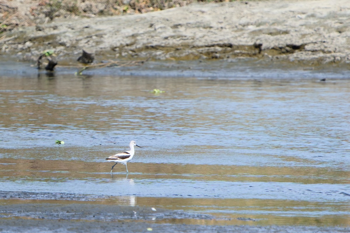 American Avocet - ML646380631