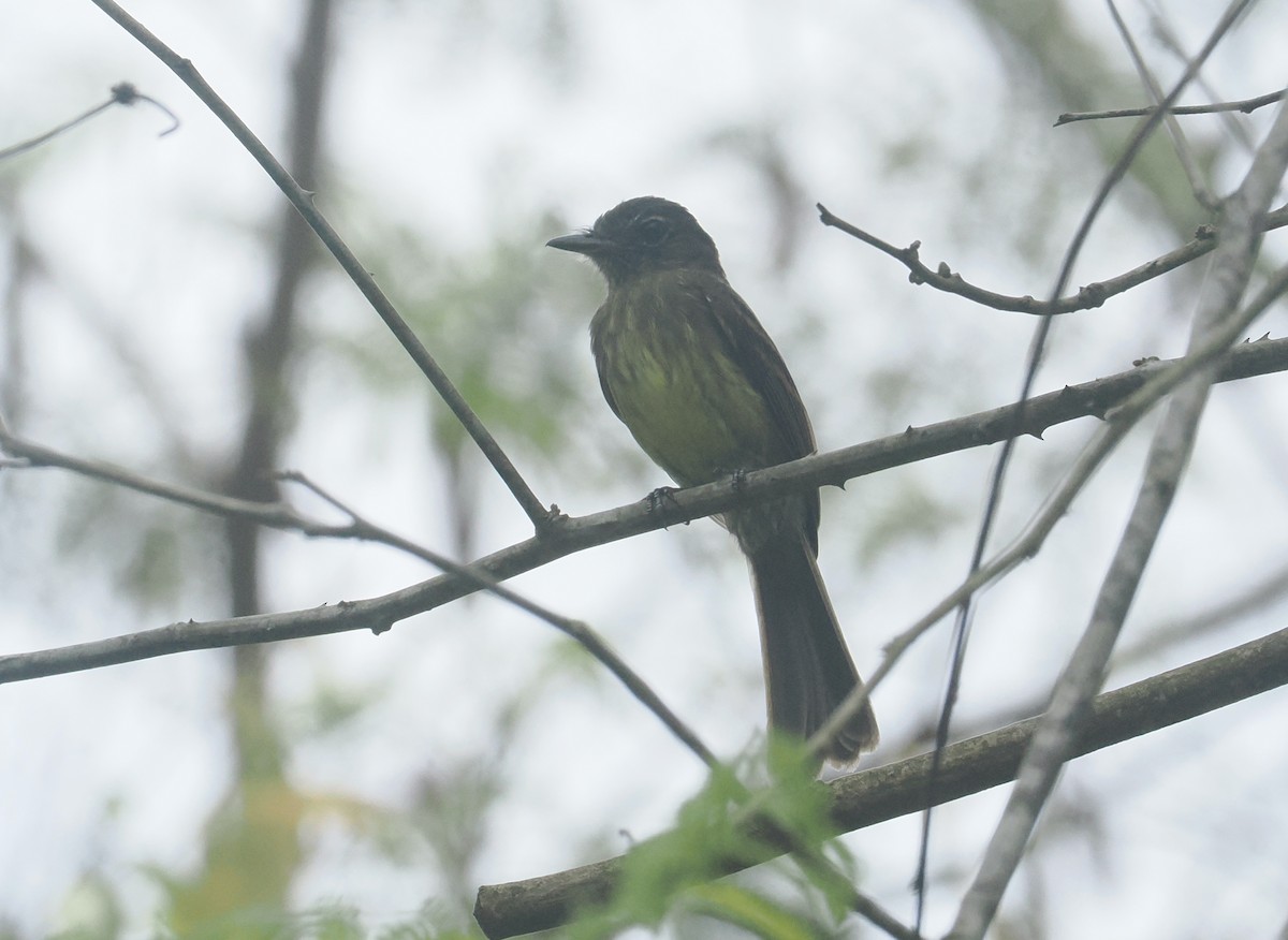 Dusky-tailed Flatbill - ML646380632