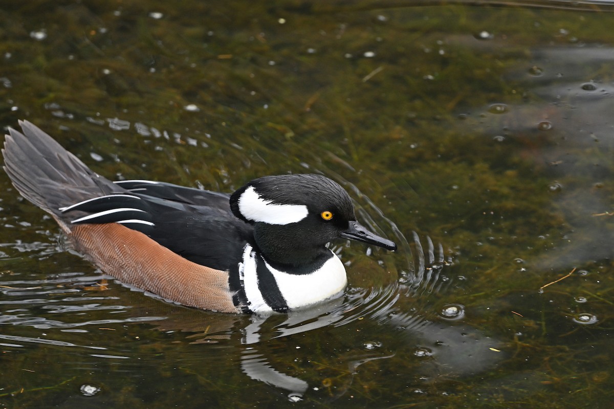 Hooded Merganser - ML646380634