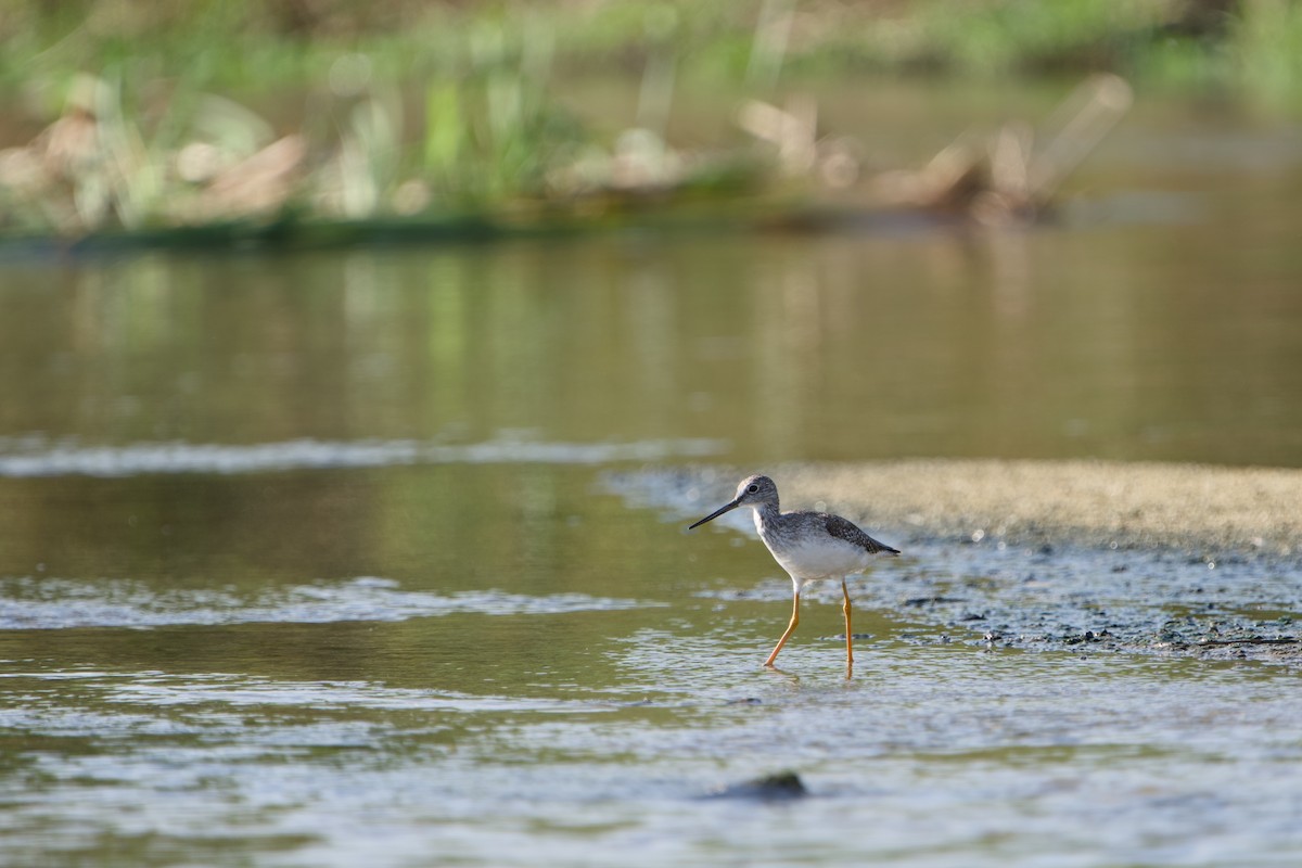 Greater Yellowlegs - ML646380635