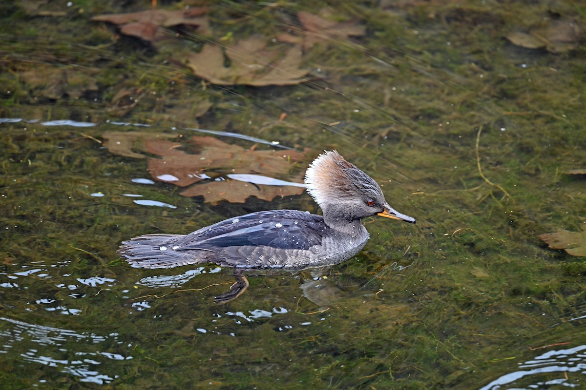 Hooded Merganser - ML646380636