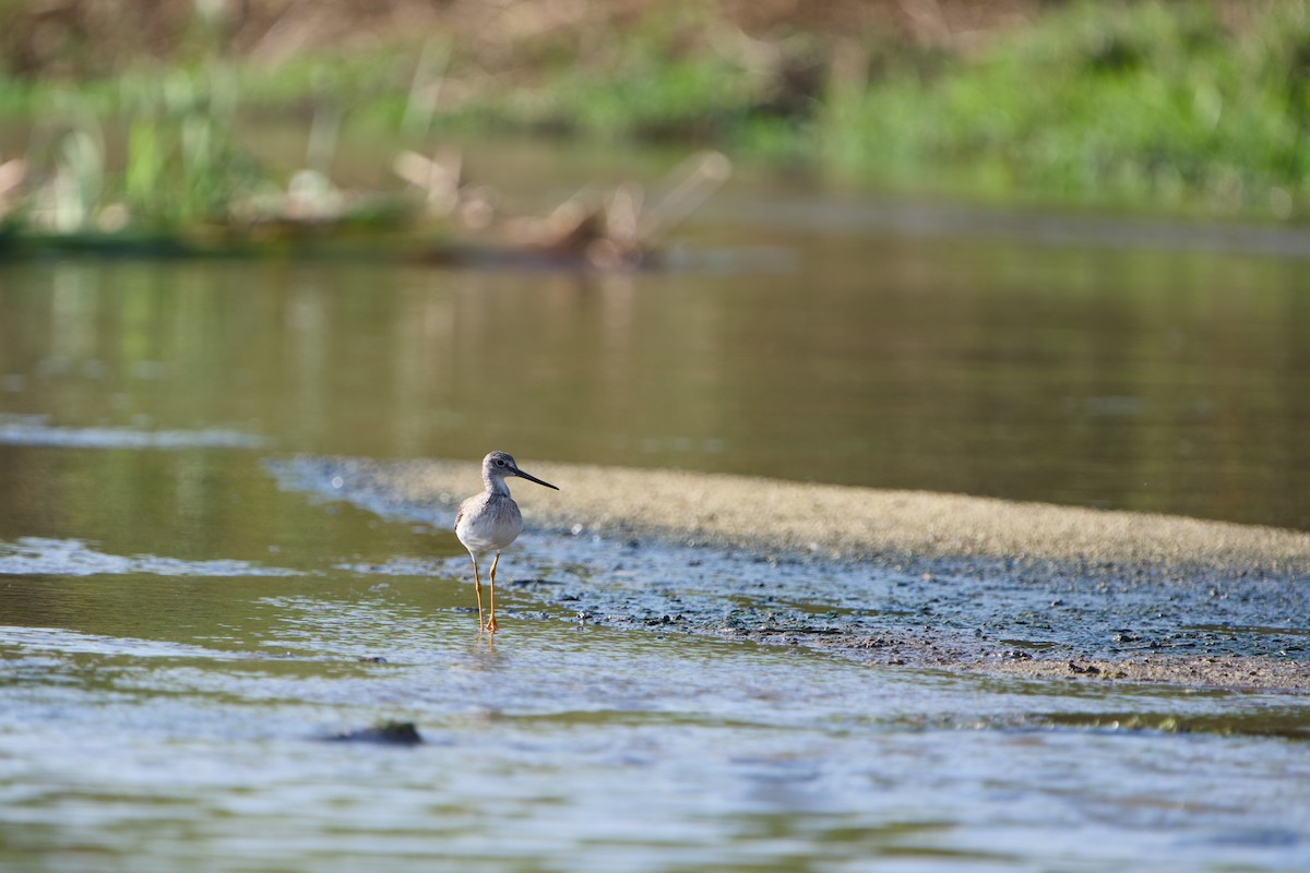 Greater Yellowlegs - ML646380637