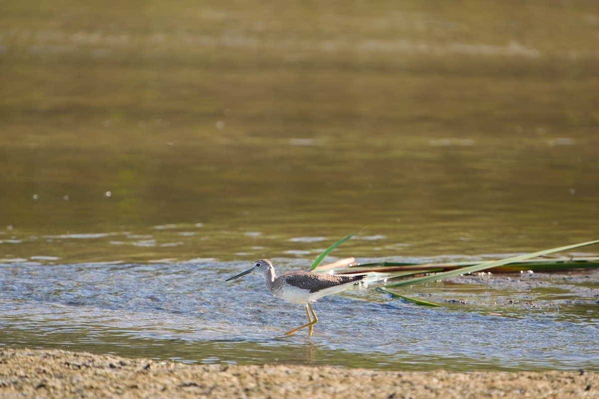 Greater Yellowlegs - ML646380638
