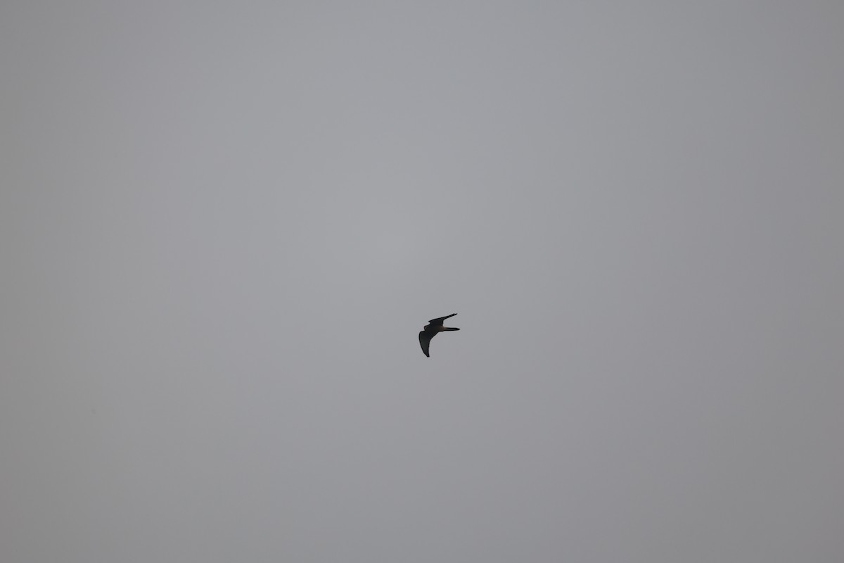 紅隼 - ML646380639