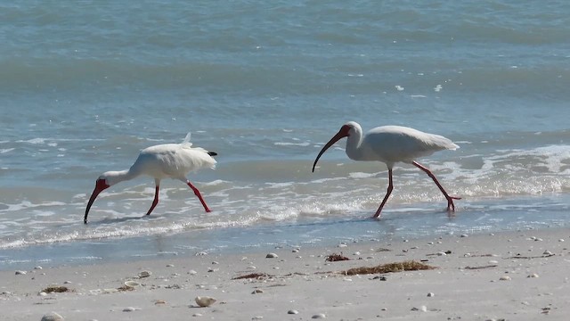 White Ibis - ML646380641