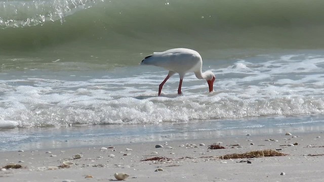 White Ibis - ML646380642