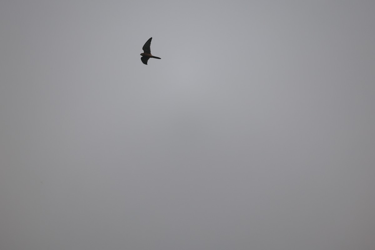 紅隼 - ML646380643