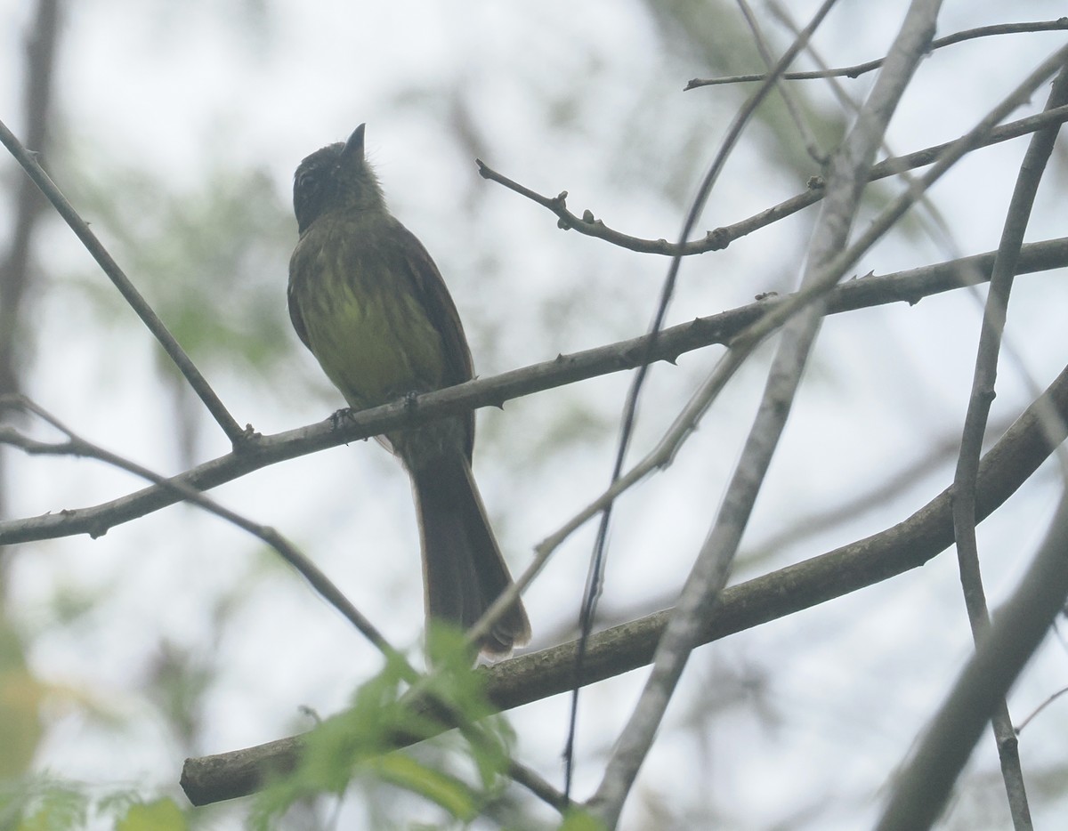 Dusky-tailed Flatbill - ML646380644