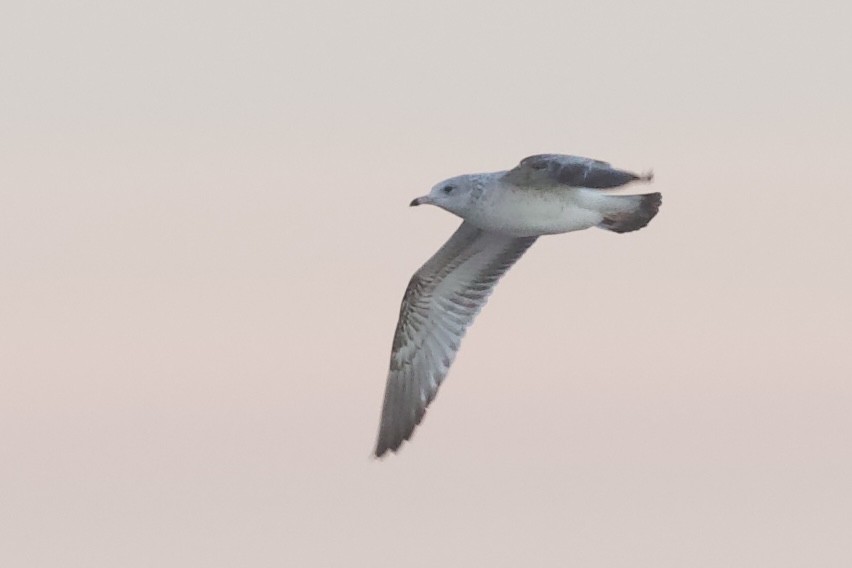 Ringschnabelmöwe - ML646380645