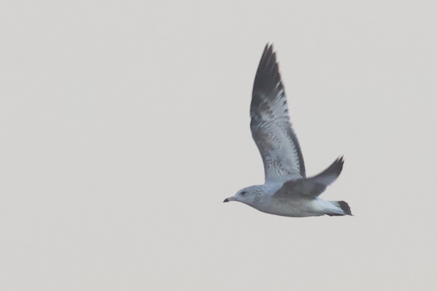 Ringschnabelmöwe - ML646380646