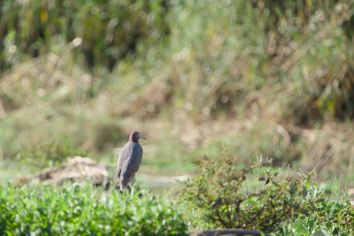 Reddish Egret - ML646380647