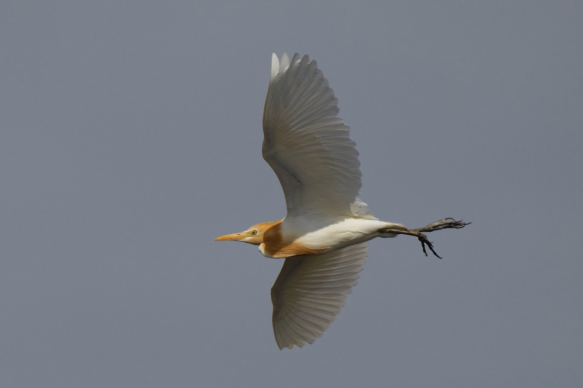 Eastern Cattle-Egret - ML646380649