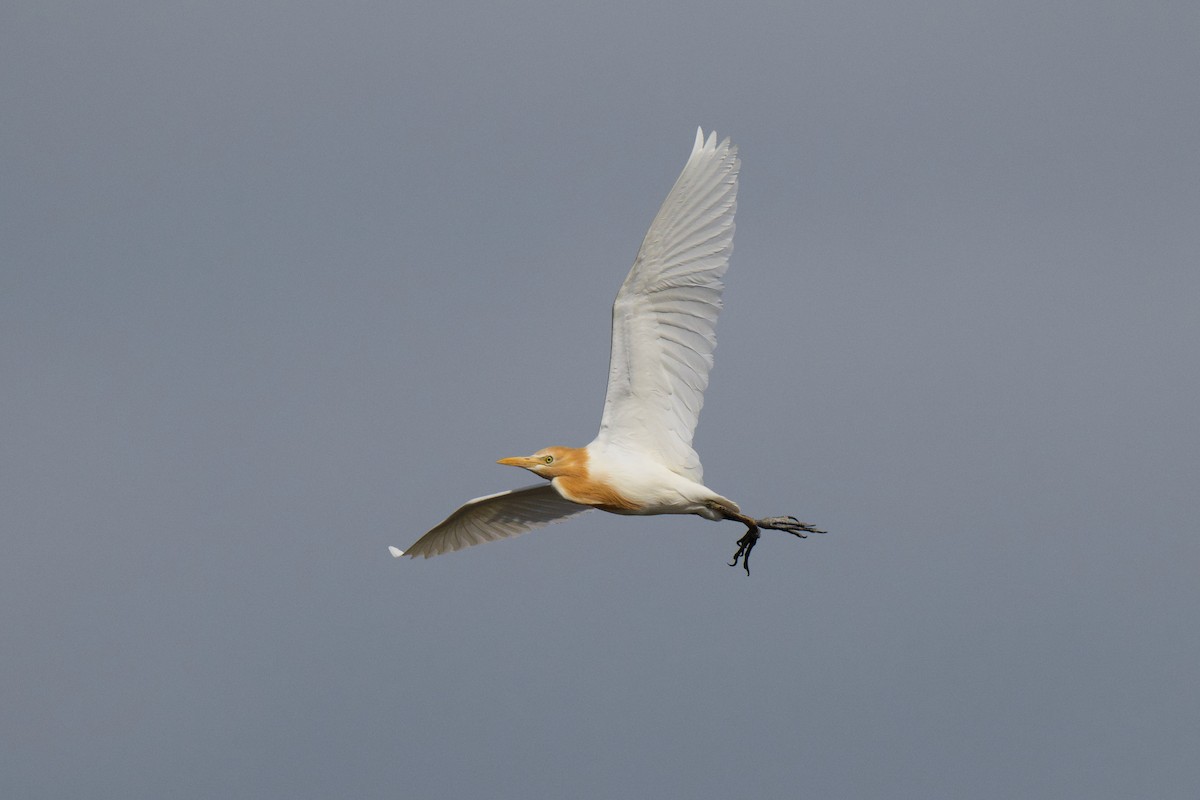 Eastern Cattle-Egret - ML646380650