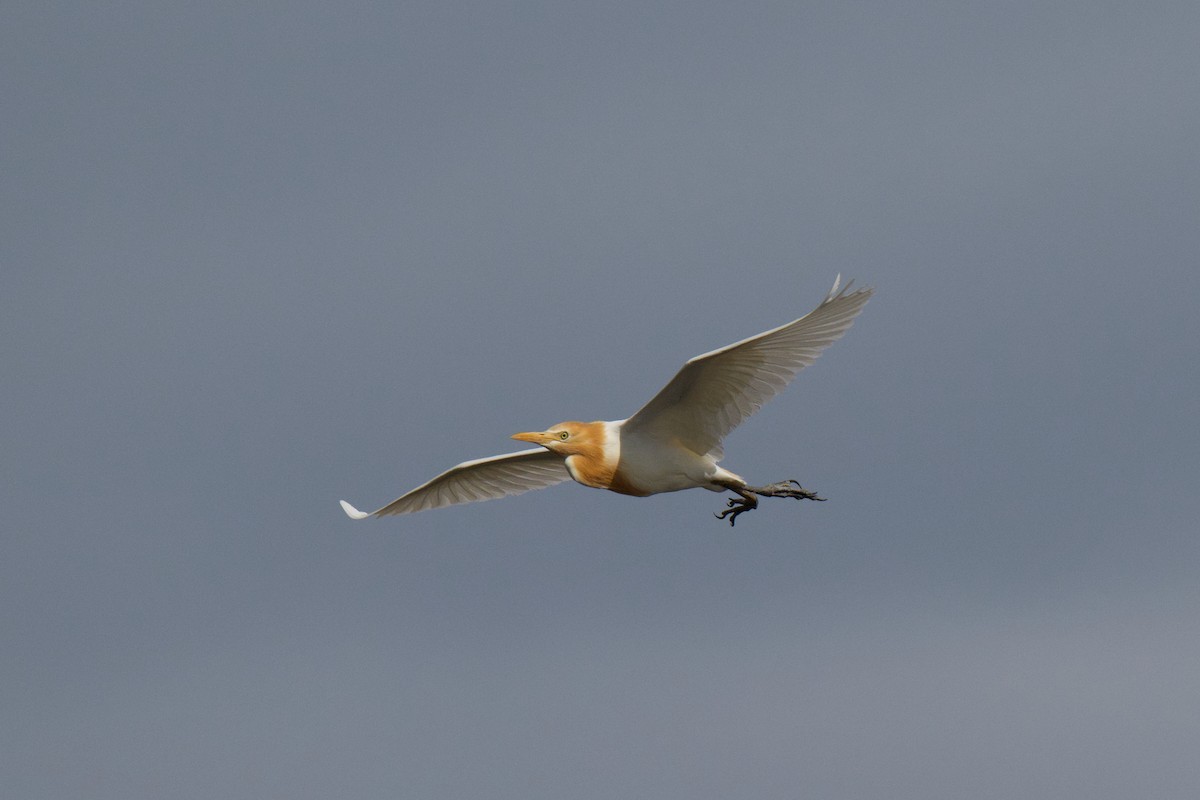 Eastern Cattle-Egret - ML646380651