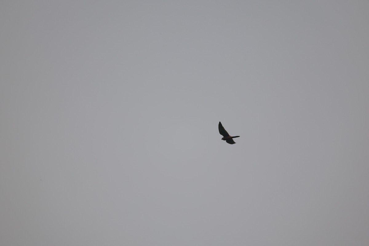 紅隼 - ML646380652