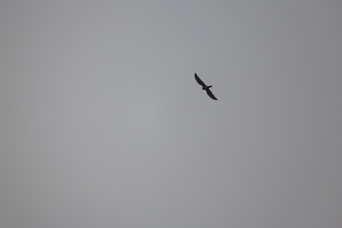 紅隼 - ML646380657