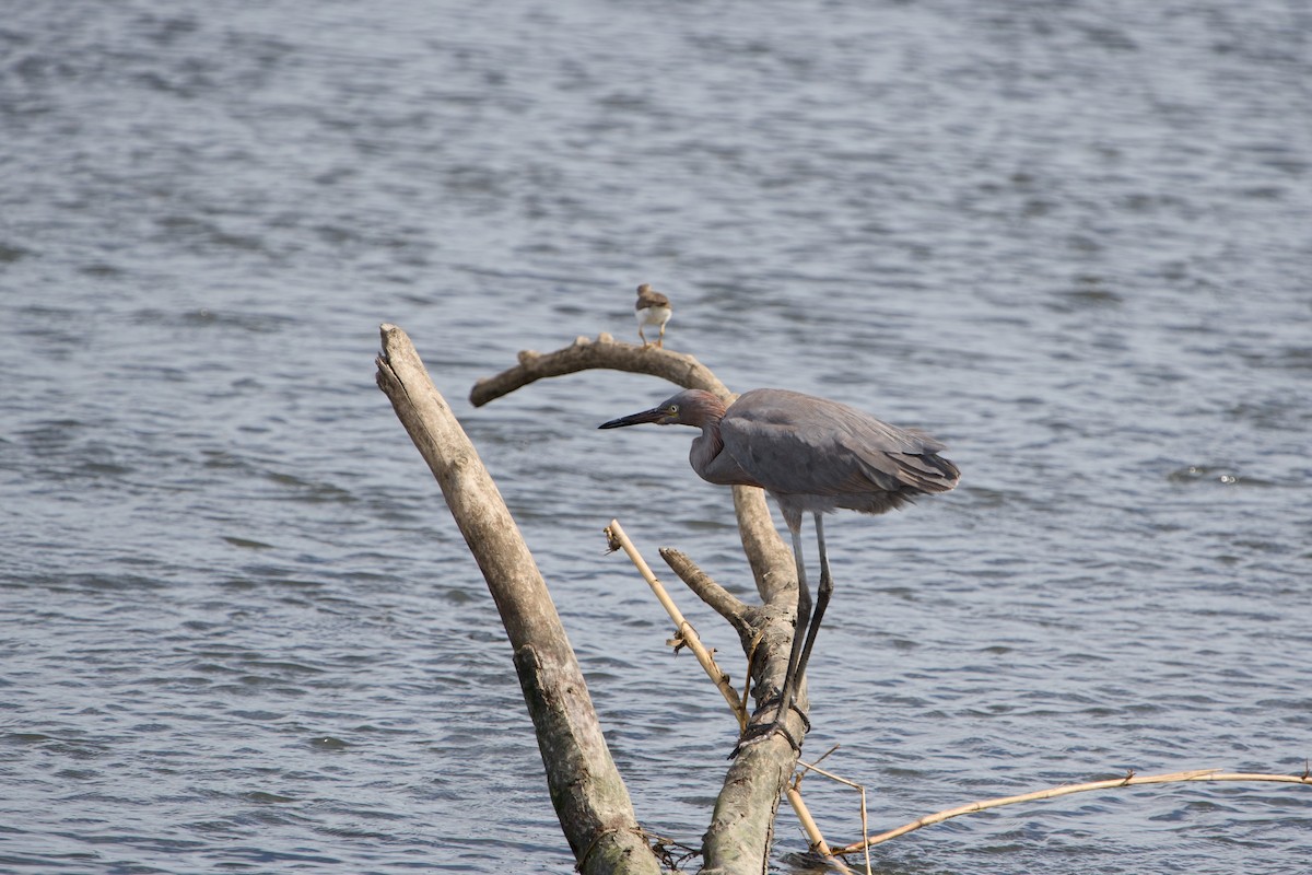 Reddish Egret - ML646380658