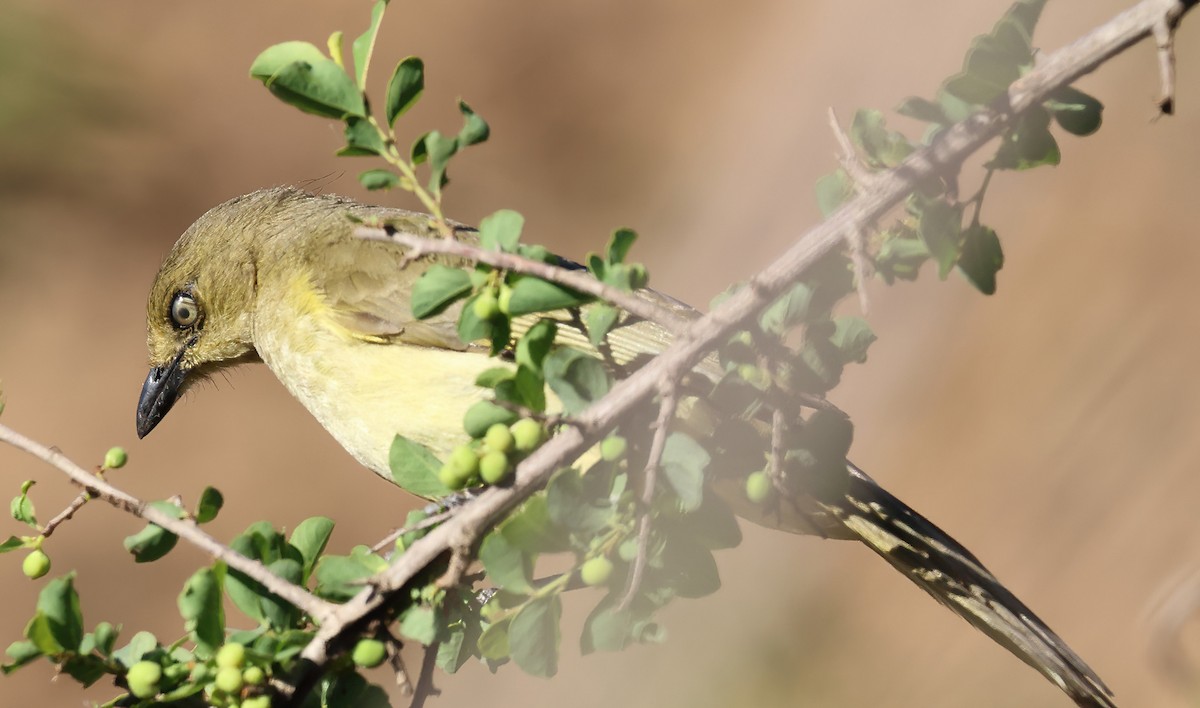 Sombre Greenbul - ML646380659