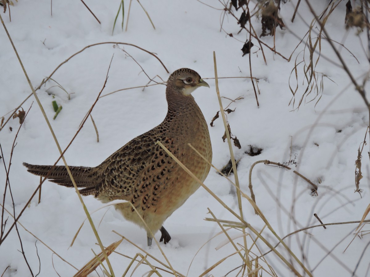 Ring-necked Pheasant - ML646380660
