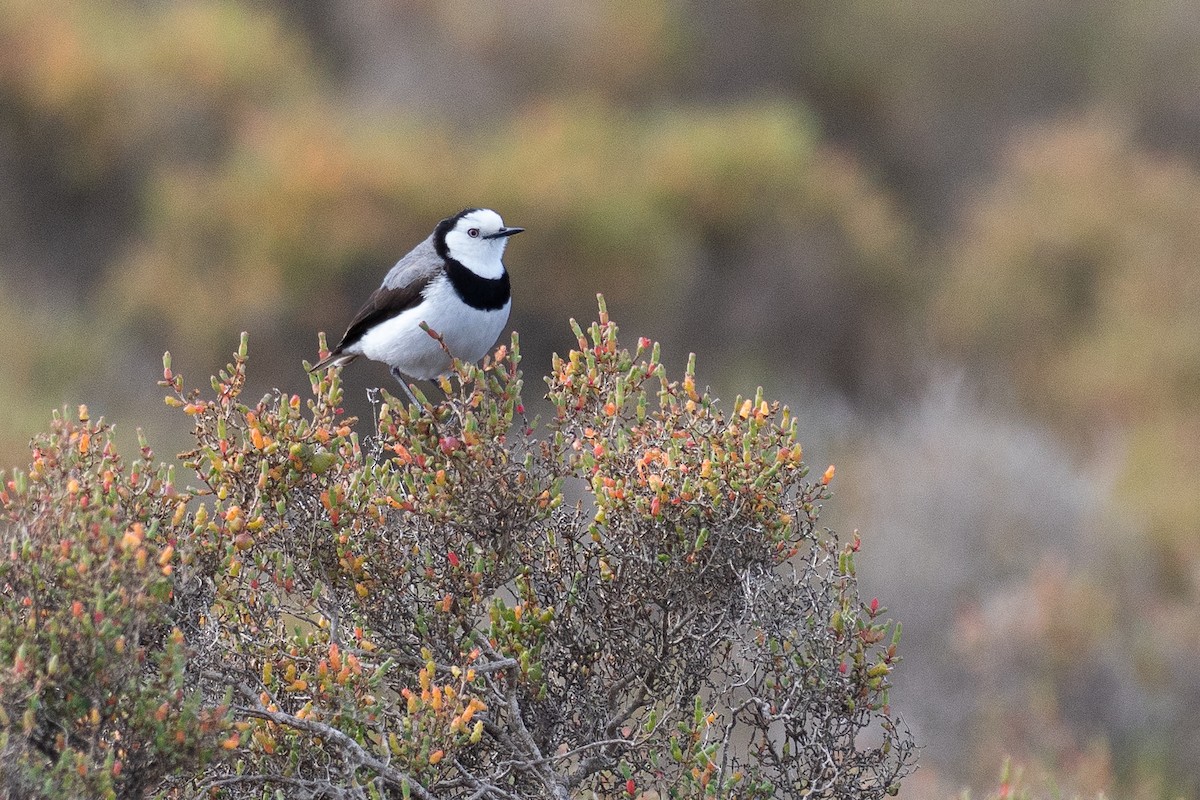 Eptianuro Pío - ML646380661