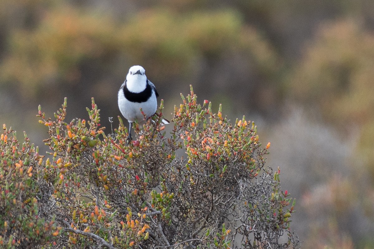 Eptianuro Pío - ML646380662