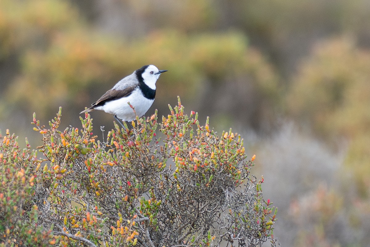 Eptianuro Pío - ML646380664