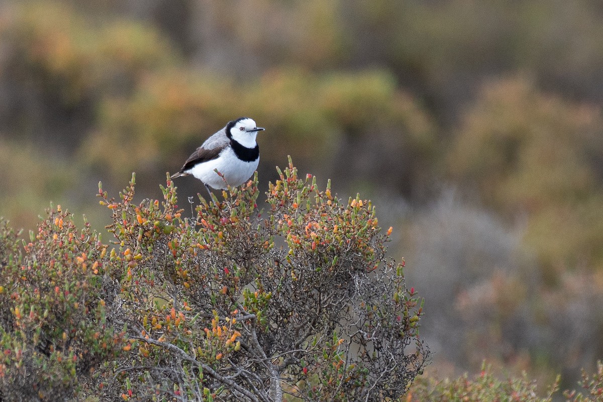 Eptianuro Pío - ML646380665