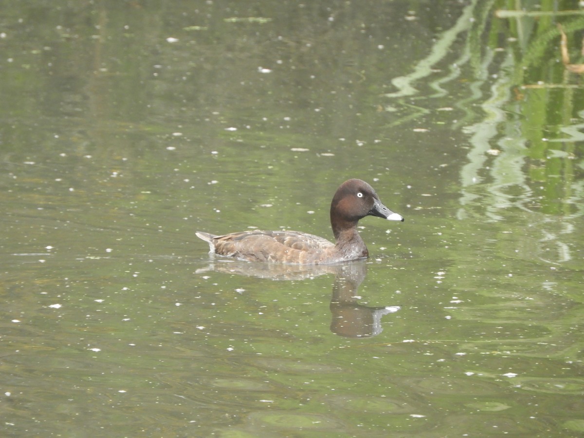 Hardhead - ML646380666