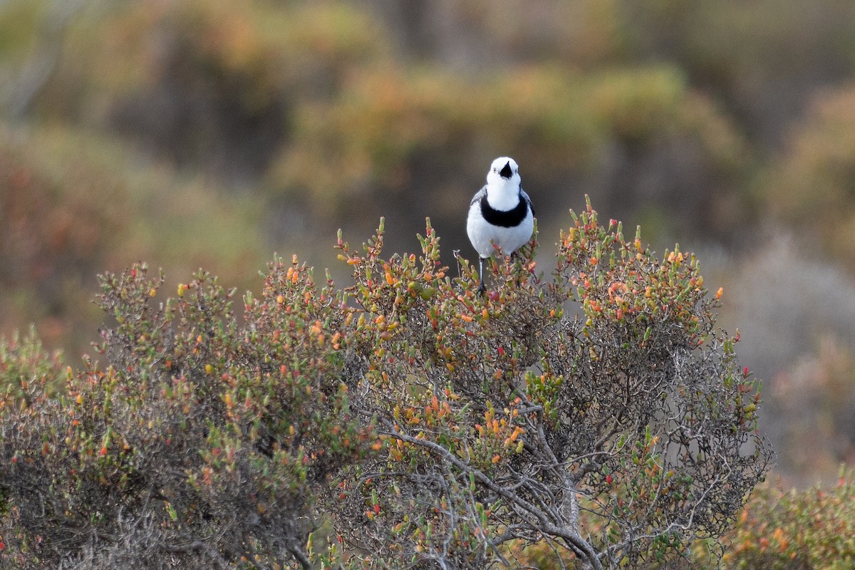 Eptianuro Pío - ML646380667