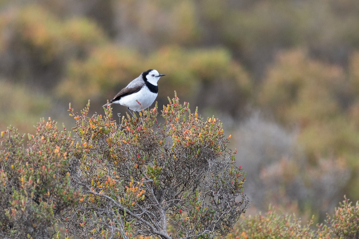 Eptianuro Pío - ML646380668