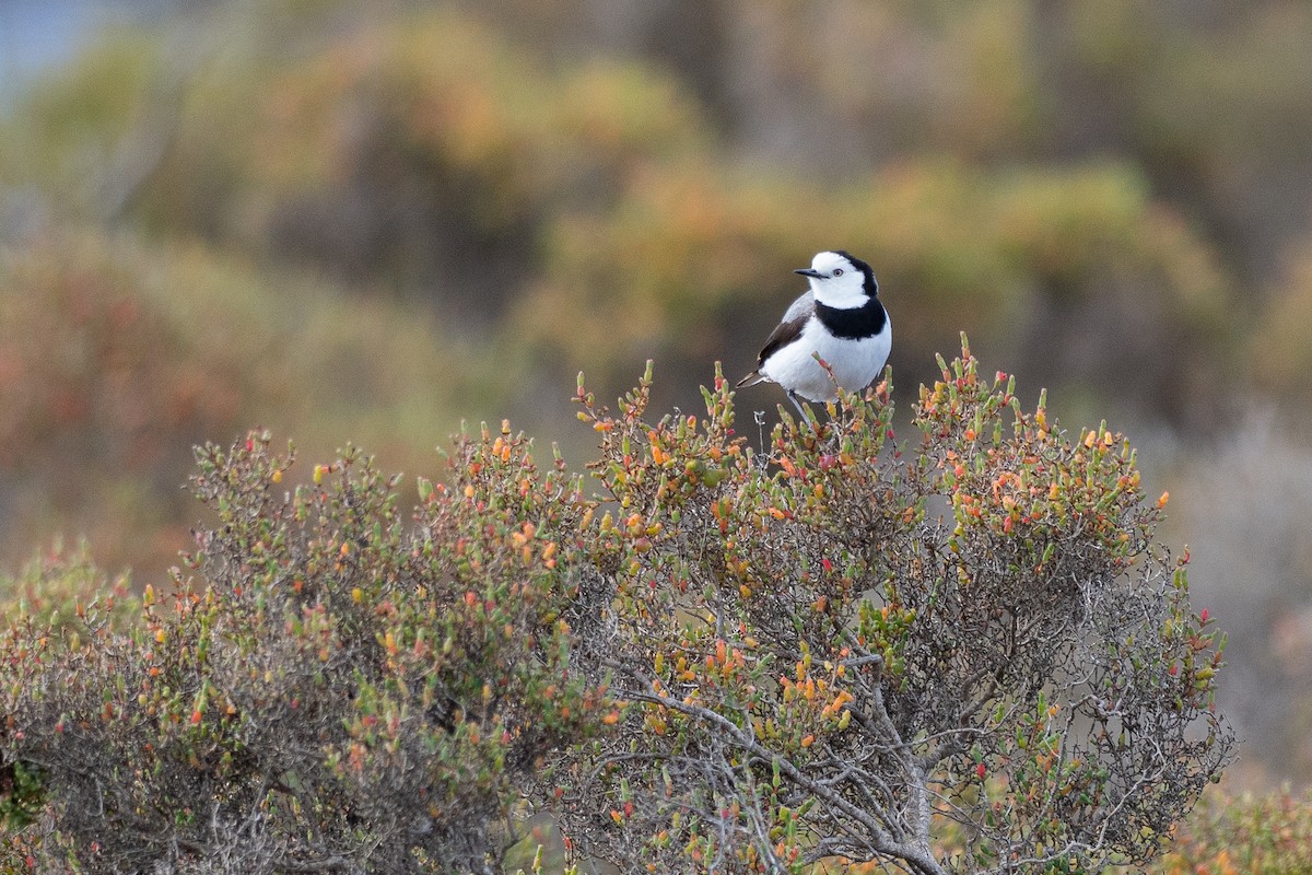 Eptianuro Pío - ML646380669