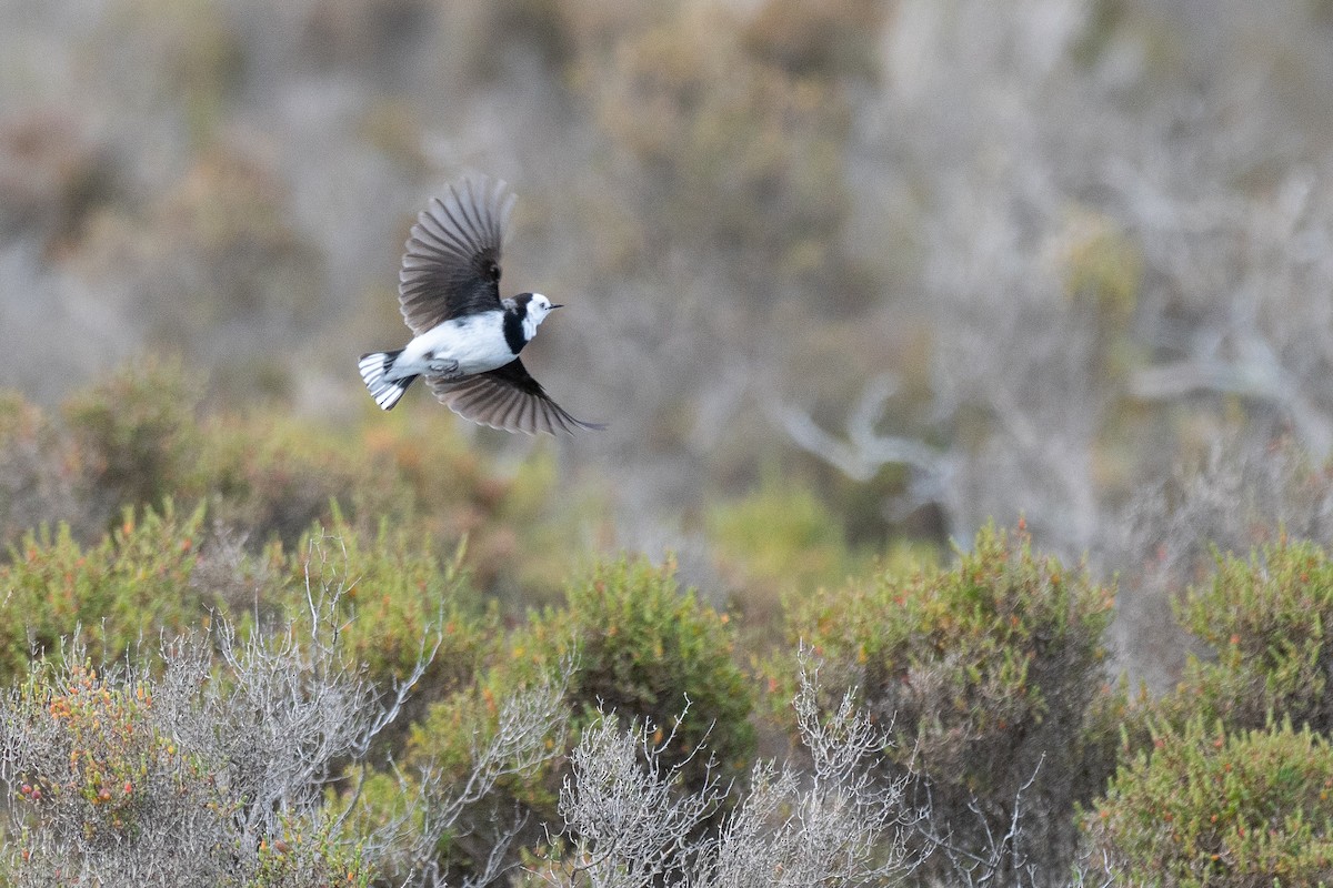 Eptianuro Pío - ML646380671