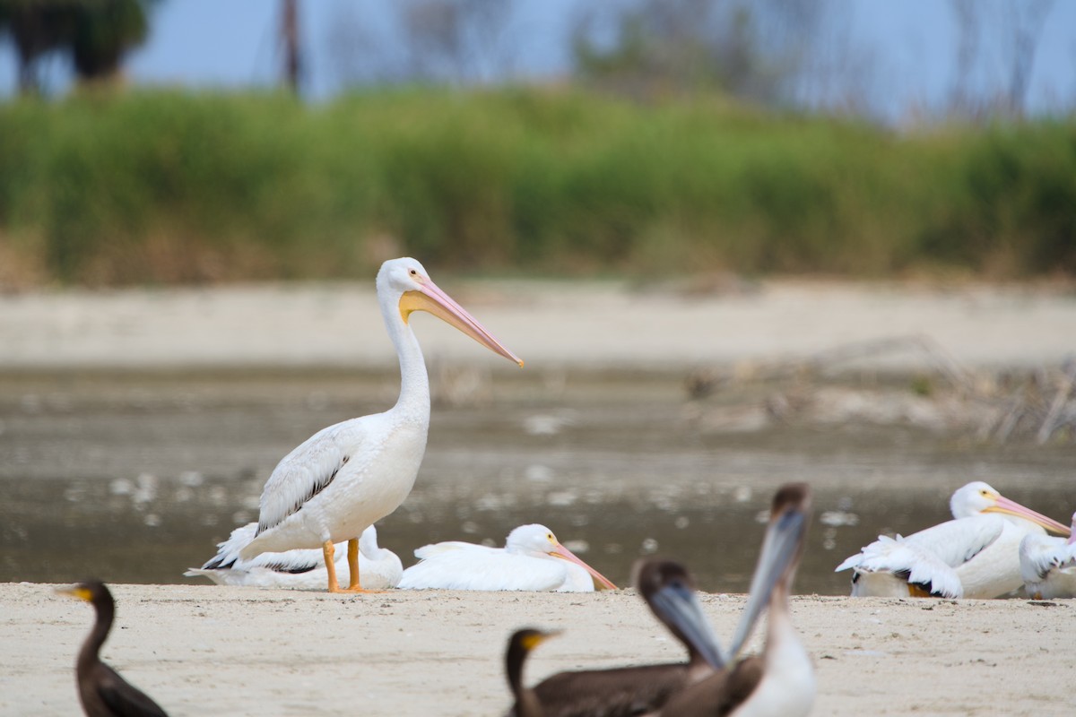 Amerika Pelikanı - ML646380672