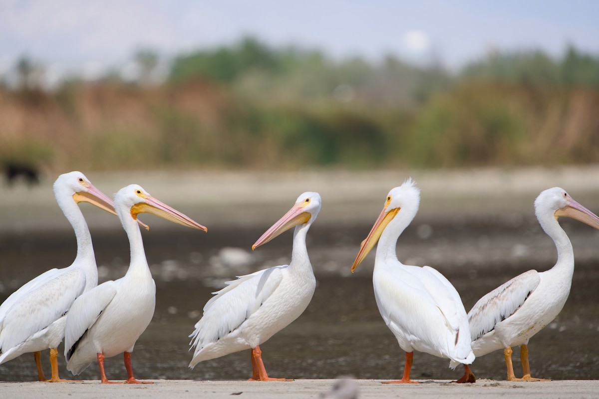 Amerika Pelikanı - ML646380673