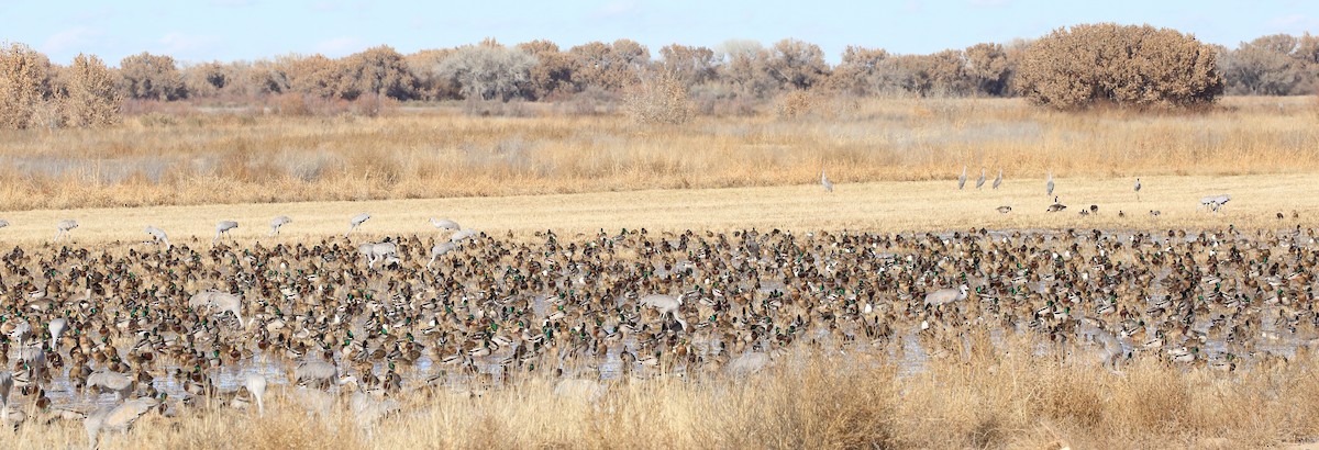 Mallard - ML646380675