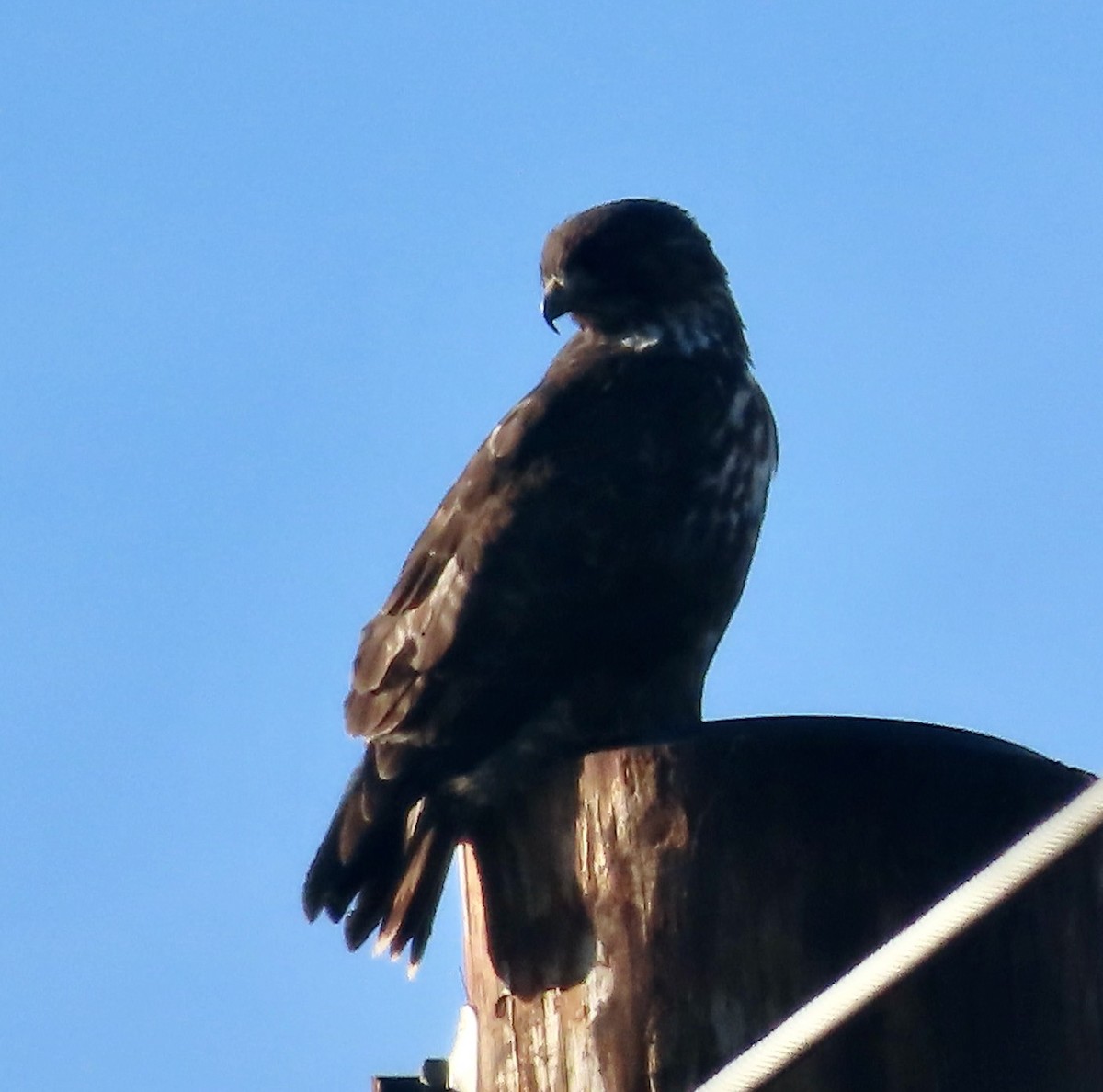 Red-tailed Hawk (Harlan's) - ML646380676