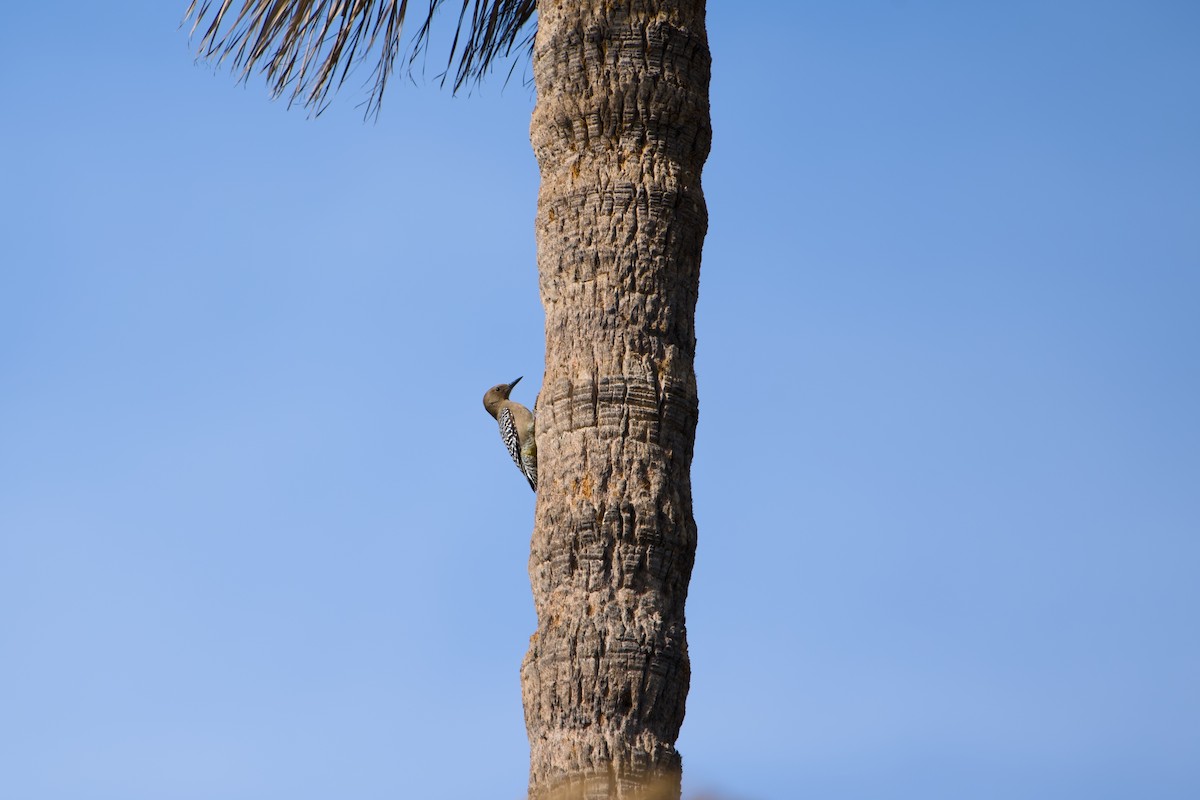 Gila Woodpecker - ML646380677