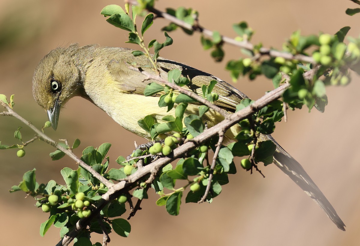 Sombre Greenbul - ML646380678